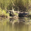 Crocodile, near the Vuyatela dam. Captured from video.