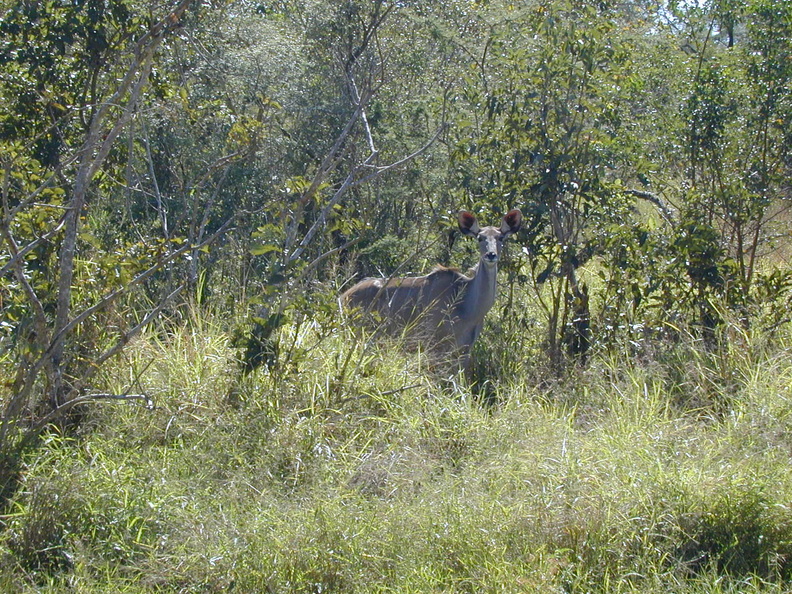 Our first "big" animal sighting... this is a very cooperative female kudu seen on our ride into the park.