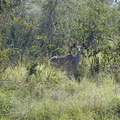 Our first "big" animal sighting... this is a very cooperative female kudu seen on our ride into the park.