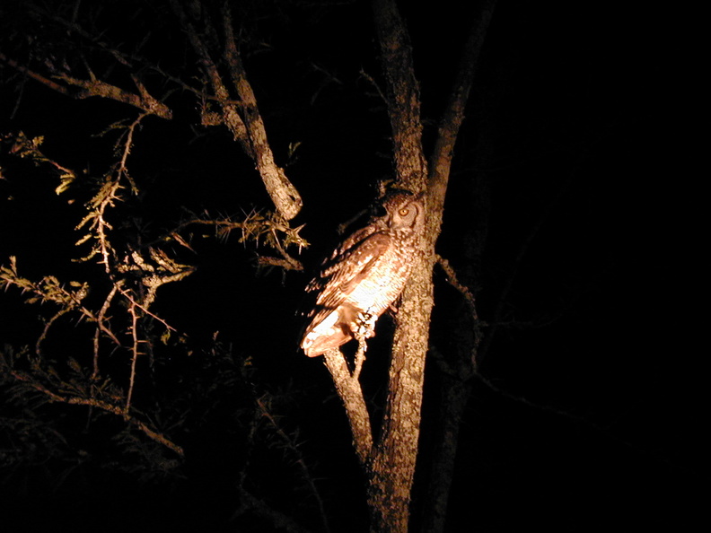Spotted eagle owl. Very lucky to see this, even luckier to get it on film.