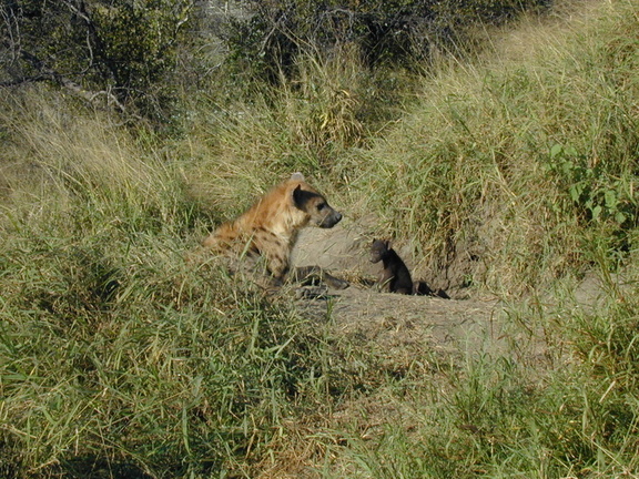 Hyena den. Built out of a huge old termite mound. The pups are about 1 month old, and will lose their brown coloring in favor of spots in about another 2 months.
