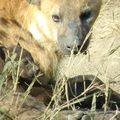 Hyena and pup. This was the first time this litter of pups had been spotted. 