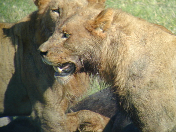 Lioness at the kill. Young male lion in the background.