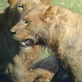 Lioness at the kill. Young male lion in the background.
