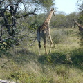 Giraffe. Really tall.