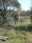 Giraffe. Really tall.