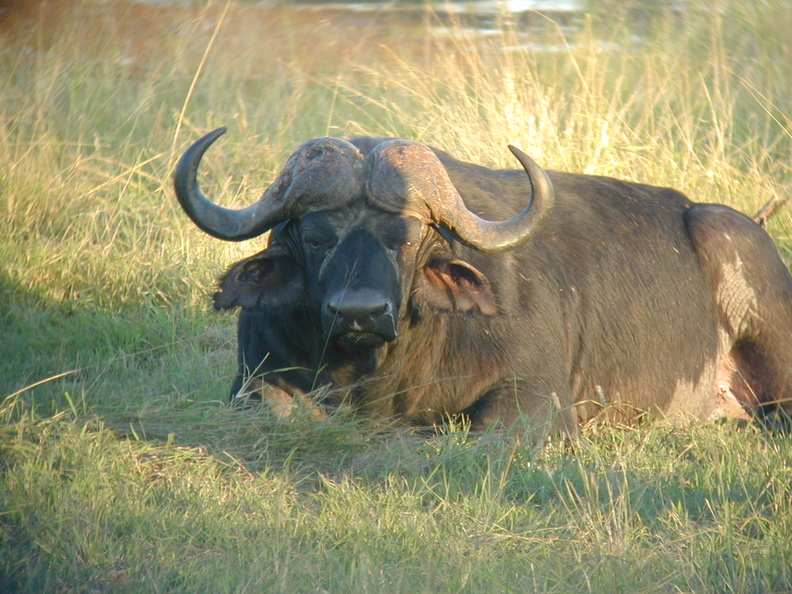 Here's what a buffalo looks like before the lions get to it.