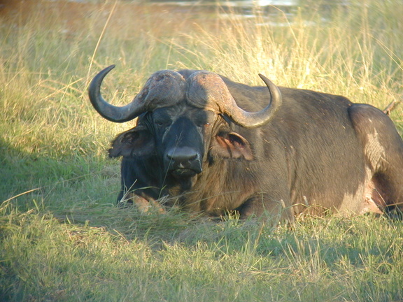 Here's what a buffalo looks like before the lions get to it.