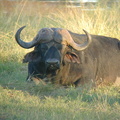 Here's what a buffalo looks like <i>before</i> the lions get to it.