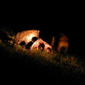 Here's all that was left of that buffalo last night, with a couple hyenas working on it.