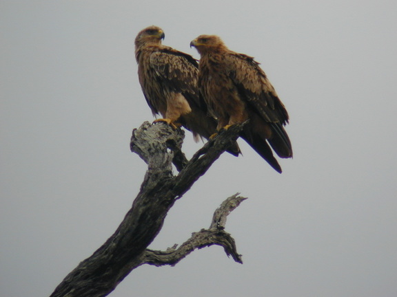 Tawny eagles. A few moments later, they mated. (Sorry, I was too busy observing to snap a photo.)