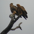 Tawny eagles. A few moments later, they mated. (Sorry, I was too busy observing to snap a photo.)