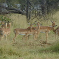 Impala. We saw hundreds of impala.