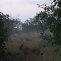 Lions in the mist. Not gorillas.