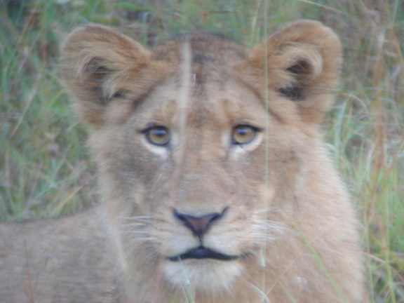 One of several year and a half old cubs we saw this morning.