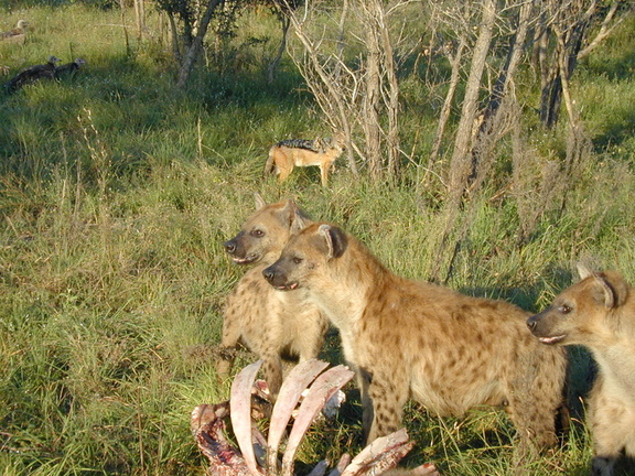 Hyenas