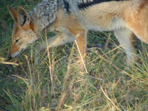 Jackals may look like friendly dogs, but you wouldn't pet them a second time with your remaining hand.