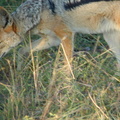 Jackals may look like friendly dogs, but you wouldn't pet them a second time with your remaining hand.