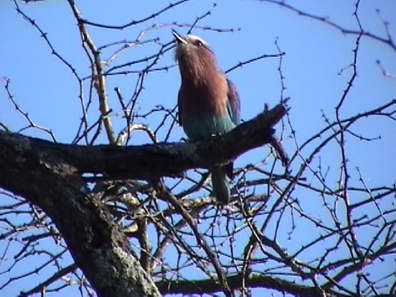 Lilac-breasted roller. Captured from video.