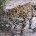 This leopard walked right under our vehicle. Captured from video.
