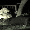 A lion fight is one of the most ferocious sounds I've ever heard. Captured from video.