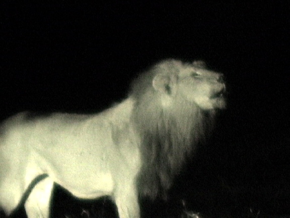 Lion, calling at night to intimidate the other lions (certainly effective on humans!). Captured from video.