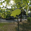 Leaves and Sun