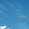 Seagulls love ferries