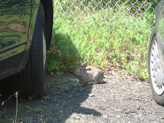 Bunny keeping Atilla company at the Palmer St. lot