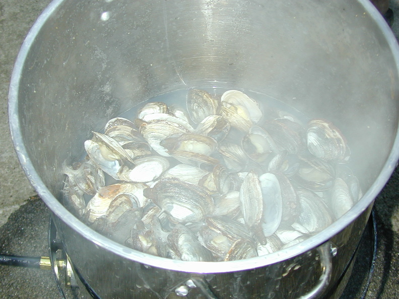 cooked_clams_1.jpg