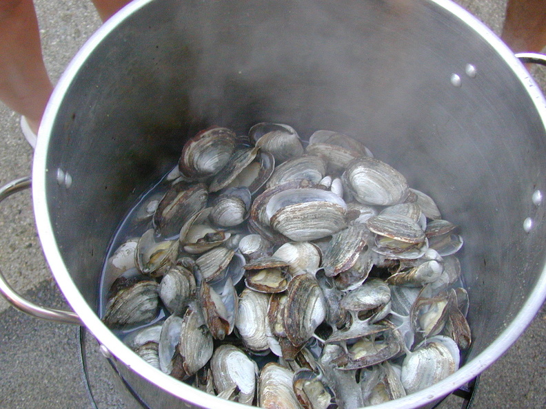cooked clams 3.JPG