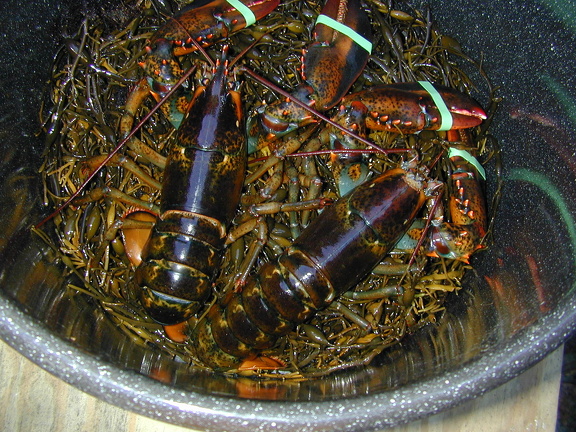 live_lobsters.jpg