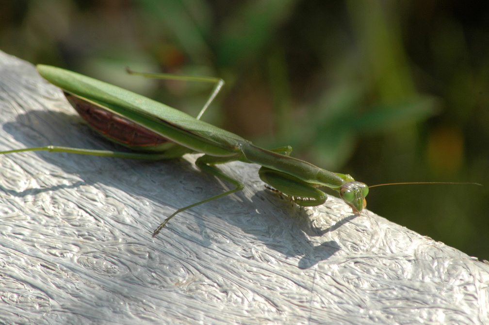 Preying Mantis ready to start laying egg cases