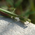 Preying Mantis ready to start laying egg cases