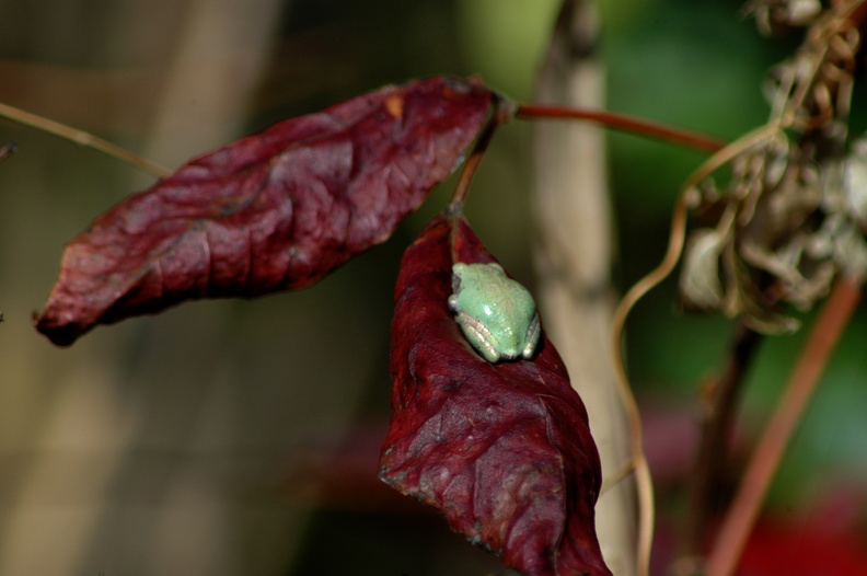 Endangered green tree frog