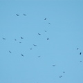 A "kettle" of turkey vultures