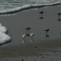 More Sanderlings