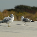 Ring-billed gull and Black-Legged Kittiwake
