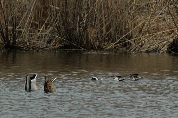 Dabbling pintails