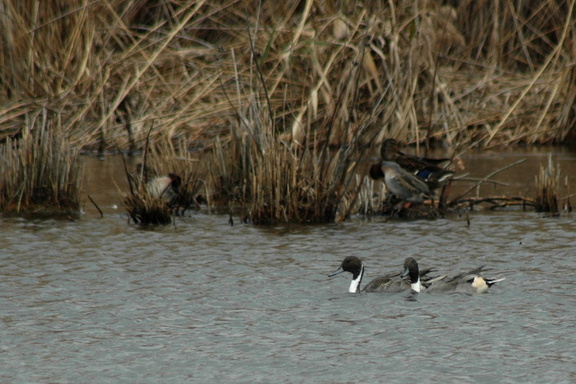Pintail Ducks