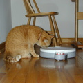 Floyd battles the catfood timer