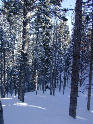 We found some fresh snow in the trees