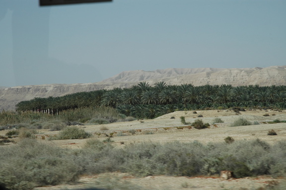 Palms on a kibbutz, in the desert