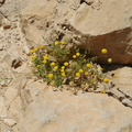Flowers in the desert (Masada)