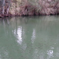 Fish in the Jordan river