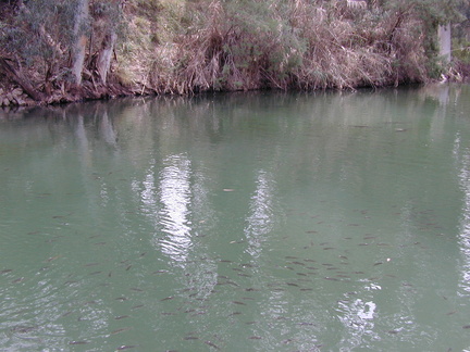 Fish in the Jordan river