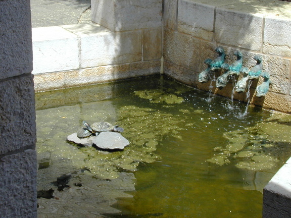 Turtle in a fountain
