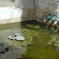 Turtle in a fountain