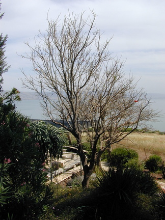 a tree at the Mount of Beatitudes