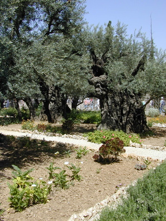 Garden of Gethsemanie